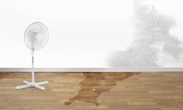 Best Water damage restoration services  in Tiger Point, FL
