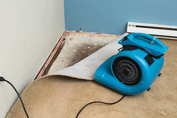 Best Water damage cleanup near me  in Tiger Point, FL